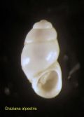 Graziana&nbsp;alpestris